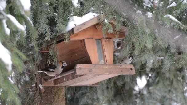 Hawfinch (Coccothraustes coccothraustes) pegando uma semente — Vídeo de Stock