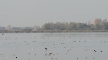 Yaban kazları Havelland (Almanya gölde üzerinde dinlenme)