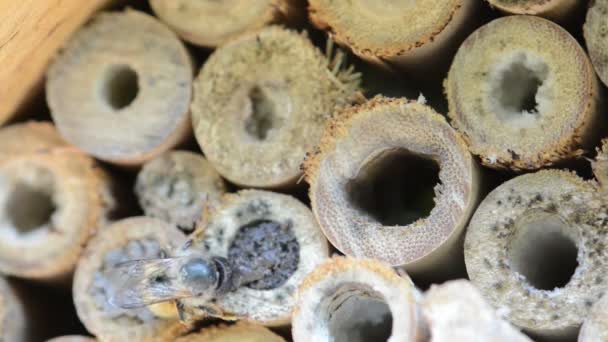 Wild bee werken in ingang van insecten hotel — Stockvideo