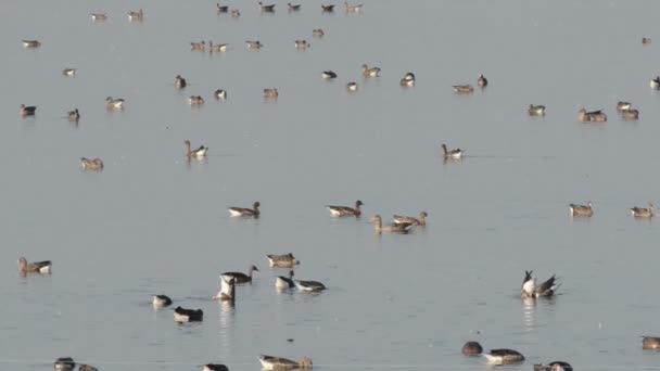 Oies sauvages reposant sur le lac de Havelland (Allemagne) ) — Video