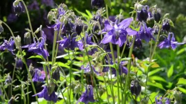 Columbine çiçek