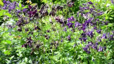 Columbine çiçek