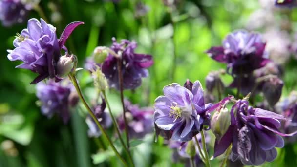 Columbine flower — Stock Video