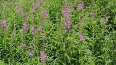 fireweed (chamerion angustifolium) Rüzgar