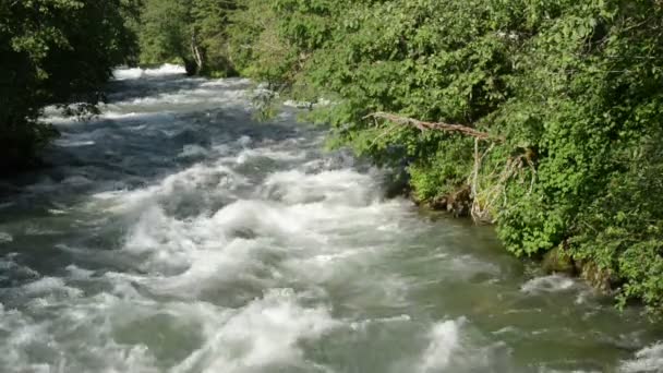 Las na bok rwąca rzeka strumień — Wideo stockowe