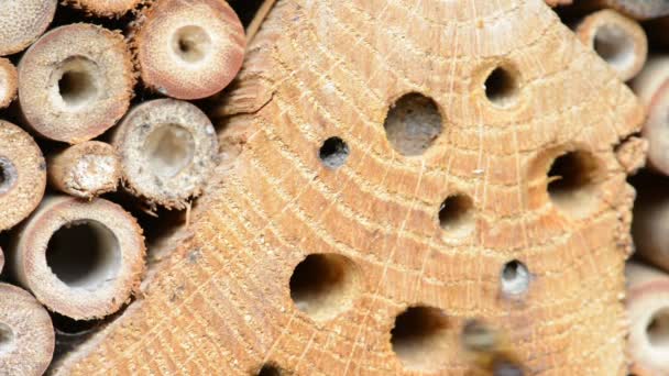 Kadın yabani arı osmia bicornis kapalı yuvasını. kum ile. — Stok video