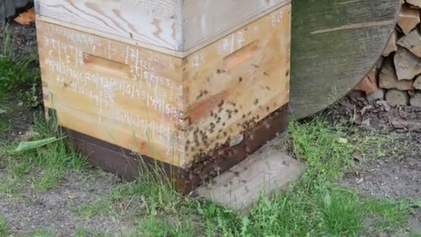 Peigne de miel au cadre de la ruche et des abeilles — Video