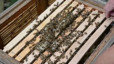 Kovan çerçevesi ve arılar bal tarak