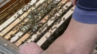 Kovan çerçevesi ve arılar bal tarak
