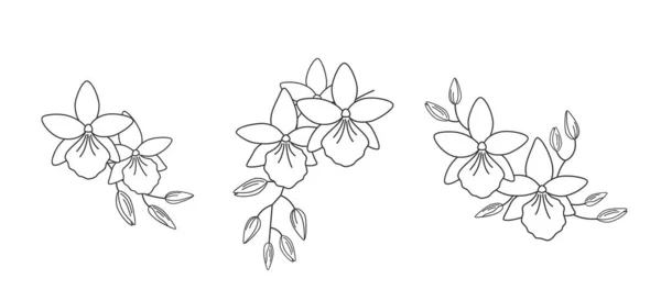 Conjunto Tres Arreglos Florales Con Orquídeas Vuylstekeara Dibujo Línea Composiciones — Vector de stock