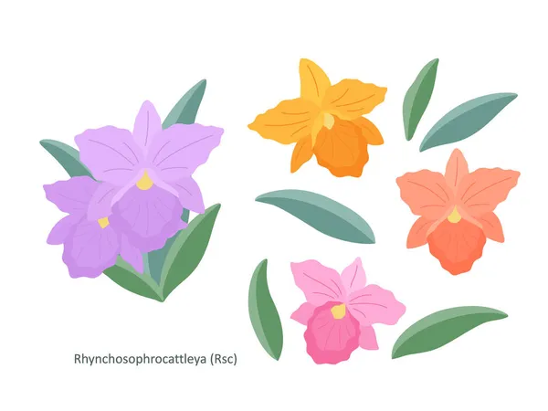 蘭の繊細な花の小枝 Rhynchophyrocattleya 花や白の背景に葉 フラットイラスト エレガントなデザイン構成に設定します 平面ベクトル図 — ストックベクタ