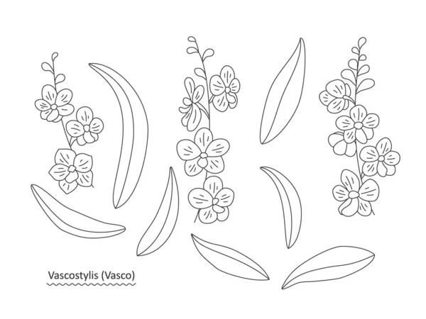 Set Med Blad Och Blommor Kvistar Vit Bakgrund Linjär Illustration — Stock vektor