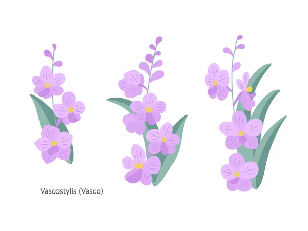 Tři Jemné Růžové Větvičky Orchideje Vascostylis Bílém Pozadí Sada Ploché — Stockový vektor
