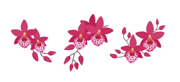 Ensemble Trois Arrangements Floraux Avec Des Orchidées Vuylstekeara Des Compositions — Image vectorielle