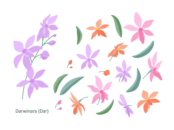 兰花装饰花 一枝小枝 Rhynchosophrocattleya 花朵和叶子在白色的背景上 平坦的插图 设定您优雅的设计作品 平面矢量图解 — 图库矢量图片
