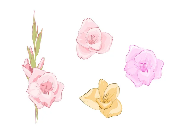 Ensemble Fleurs Gladiole Décoratives Sur Fond Blanc Compositions Pour Conception — Image vectorielle