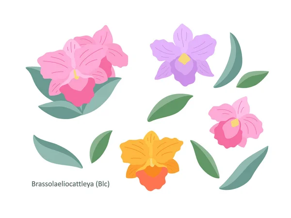 Orkidé Blommor Brassolaeliocattleya Vit Bakgrund Platt Illustration Uppsättning Enkla Små — Stock vektor