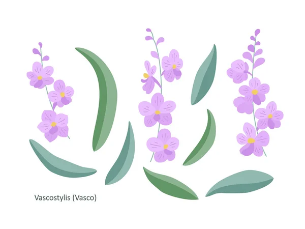 Set Flores Orquídea Rosa Vuylstekeara Ramitas Brotes Sobre Fondo Blanco — Vector de stock