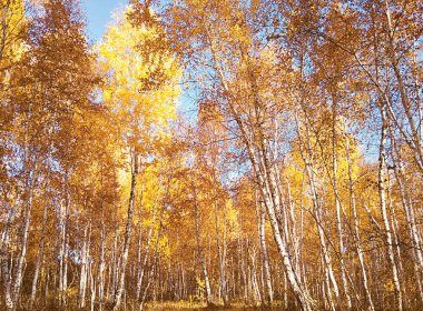 Sonbahar ormanı. Doğada yürüyüşler, sonbahar havası, ormanın kokusu ve renkleri. Mavi gökyüzüne karşı ağaçların sarı tepeleri, gökyüzüne bakın.. 