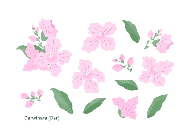 Ensemble Fleurs Brin Chitalpa Tashkentensis Fleurs Feuilles Sur Fond Blanc — Image vectorielle