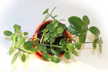 Kalanchoe beyaz arka planda bir tencerede. Yukarıdan bir bitkinin fotoğrafı. Ev için gösterişsiz bir bitki. Saksı çiçekleri için tutku.