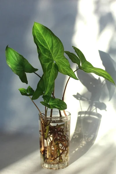 根のある水のガラスの中にシノニム大規模な葉 垂直写真 鉢植えの家の花の伝播 家での常緑のリアナ — ストック写真