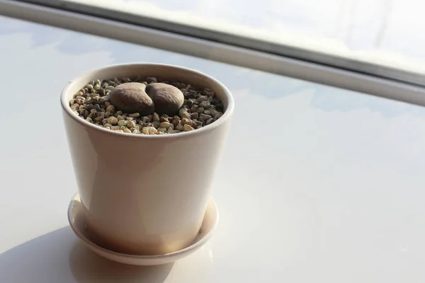 窓辺の水溜り 窓辺の鍋に 生きた石 を植える テキストの場所の背景 土壌中の屋内鉢植えの植物の世話 — ストック写真