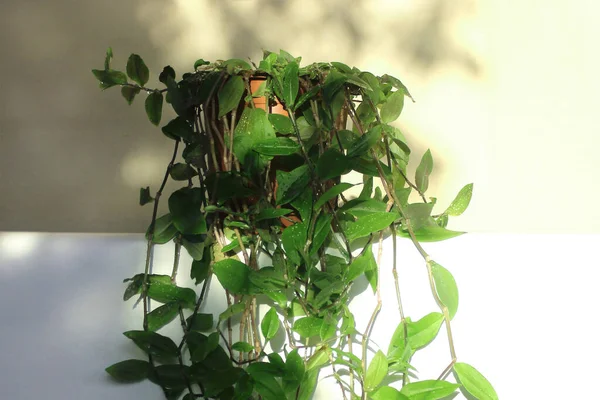 Plantas Interior Populares Resistentes Tradescantia Una Olla Sobre Fondo Claro — Foto de Stock