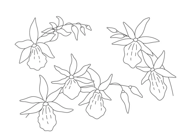 在白色背景上的兰花枝 Degarmoara 一套三个简单的花卉布置为您的设计 矢量线艺术说明 — 图库矢量图片