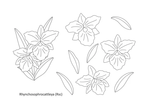 Szypułka Delikatnych Kwiatów Orchidei Rhynchosophrocattleya Kwiaty Listowie Białym Tle Płaska — Wektor stockowy