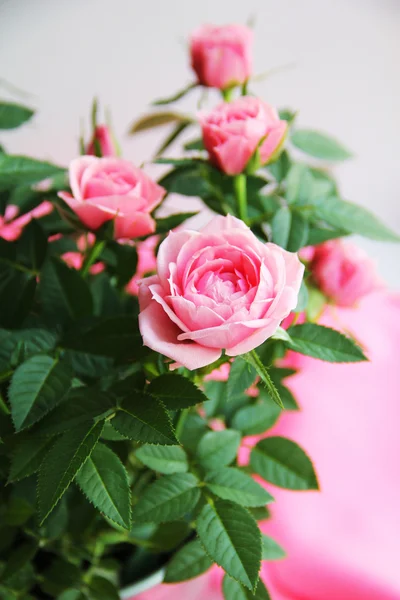 Pink roses. — Stock Photo, Image