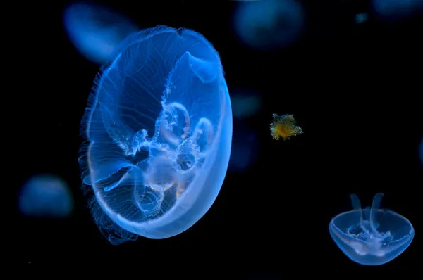 Medusas azules — Foto de Stock