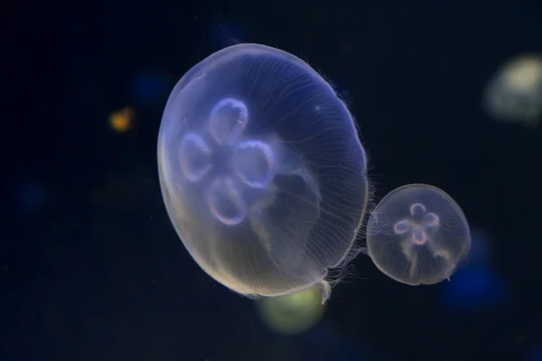 Medúzy v akváriu ostrově Kréta v Řecku — Stock fotografie