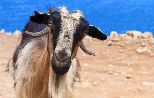 Chèvre regardant la caméra — Photo