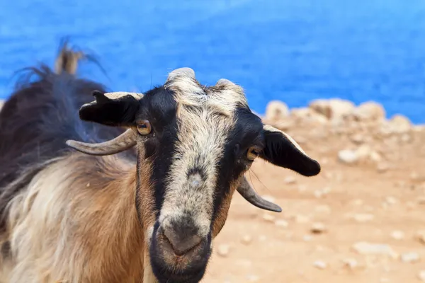 Коза на острове Крит в Греции — стоковое фото