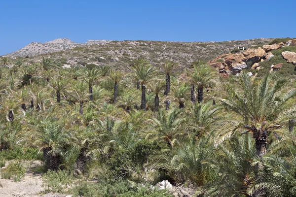 Bosque de palmeras en la playa Vai de la isla de Creta en Grecia —  Fotos de Stock