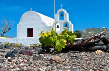 santorini Yunanistan cyclades adaların, üzüm alan.