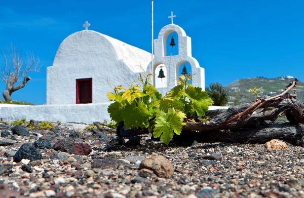 Campo de uva em Santorini das ilhas Cyclades na Grécia . — Fotografia de Stock