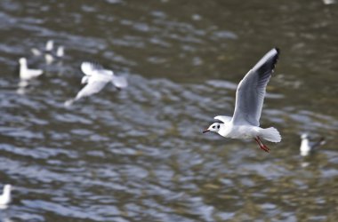lake kerkini Yunanistan üzerinde uçan martıları