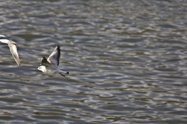 lake kerkini Yunanistan üzerinde uçan martıları