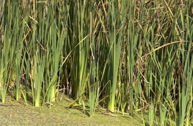 İçeride bir göl kamışı