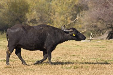 Buffalo at lake Kerkini area in Greece clipart