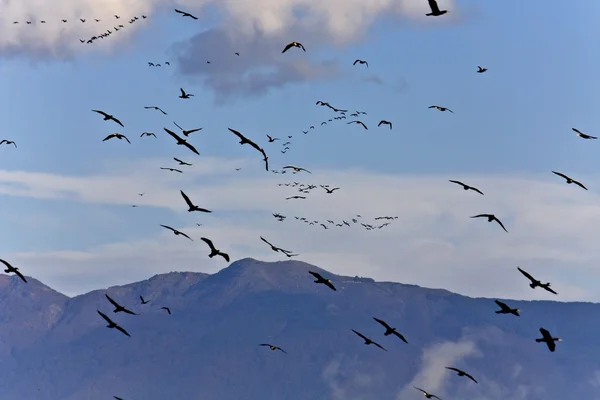 Birds flying to warmer areas for the winter