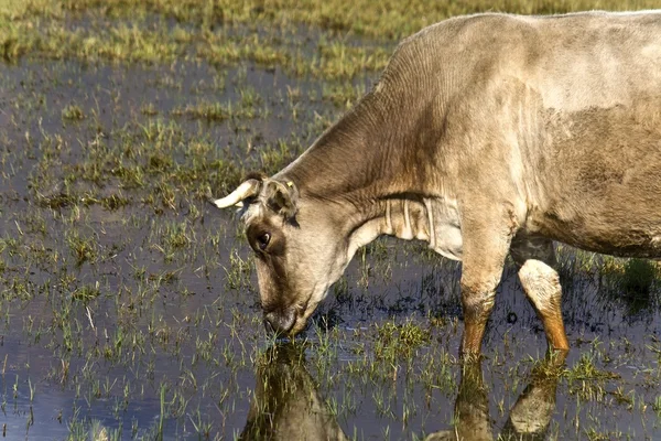 Vaca pastando no lago Kerkini na Grécia — Fotografia de Stock