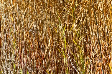 baston alan ayrıntılı görüntü arka planı olarak kullanmak için
