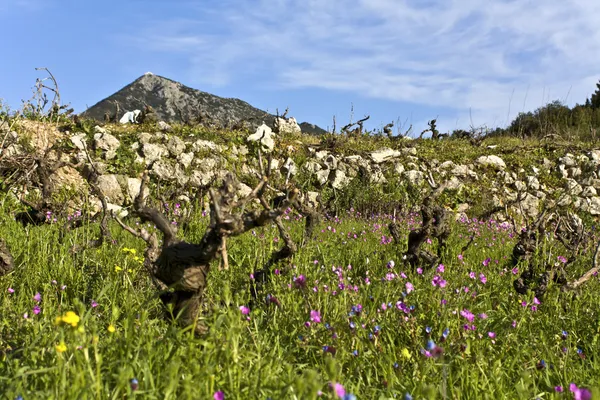 Landscape from Lefkada island in Greece — Stok fotoğraf