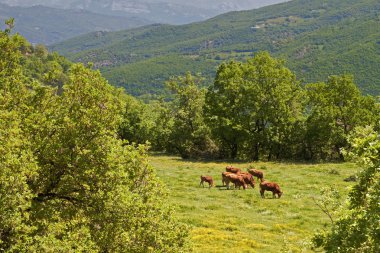 pindos Dağları Avrupa, Yunanistan, rustik sahne