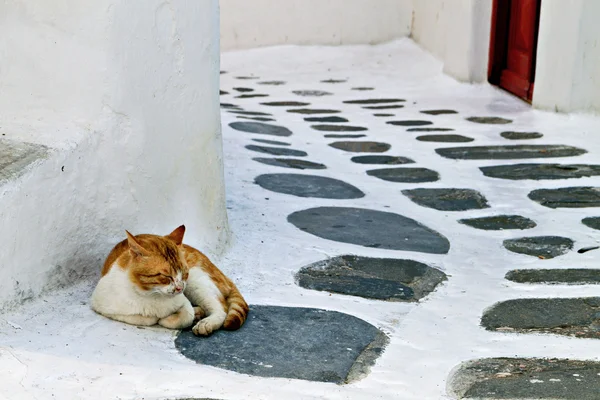 Gatto pigro su una strada in Grecia — Foto Stock