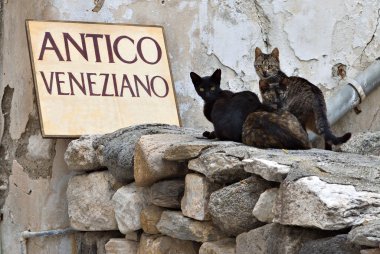 Cats at Naxos island in Greece clipart