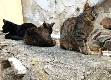 Kediler Nakşa Adası Yunanistan